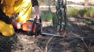 How Our Tree Care Process Works  in Sea Breeze, NC